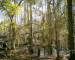 gif animation dinosaur in the swamp