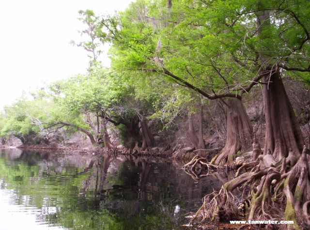 Photo of cypress trees growing in the Suwannee River