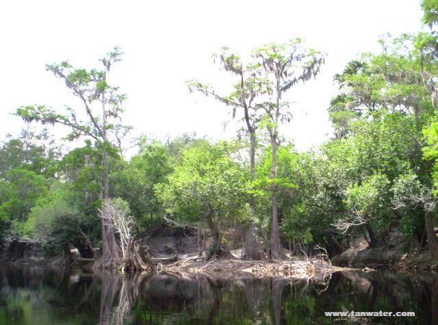 Cypress trees on a creek delta