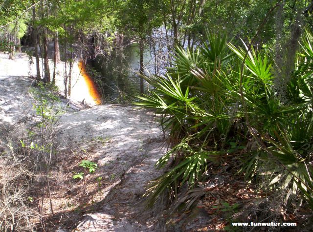Scenic photo of Cypress Creek area palmettos - thumbnail