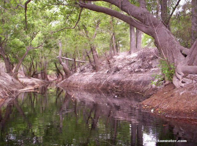 Photo of swamp in Cypress Creek Wildlife Management Area near Turner Bridge Boat Ramp on the  Suwannee River