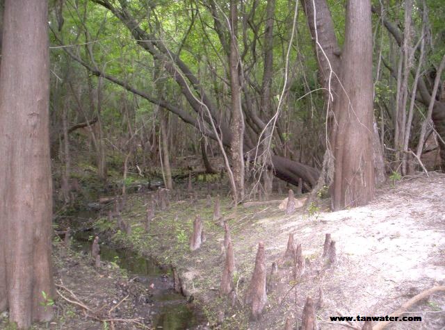 Photo of cypress swamp draining into the Suwannee River