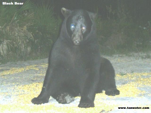 Wild Florida Black Bear