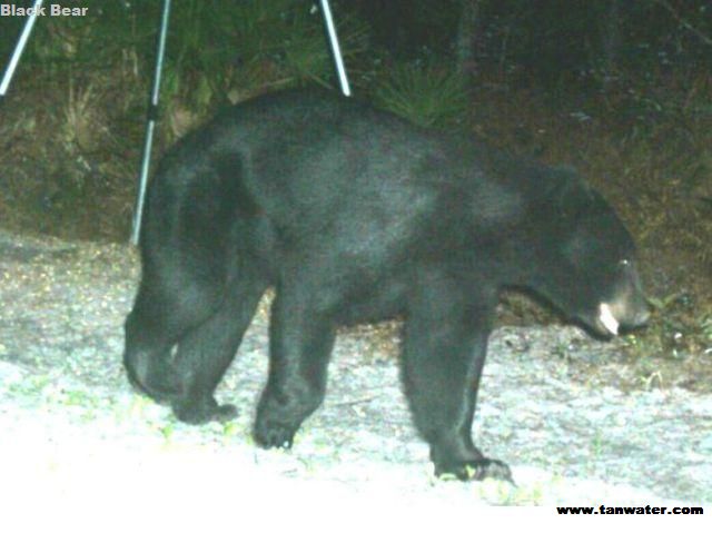 Big bear on a night prowl