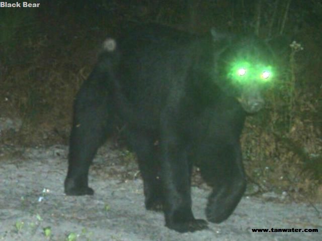 Florida black bear with glowing eyes from the camera flash