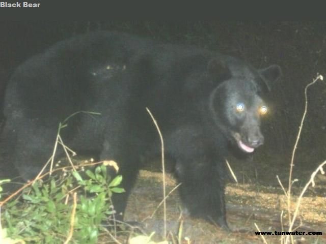 Big old black bear out for a stroll