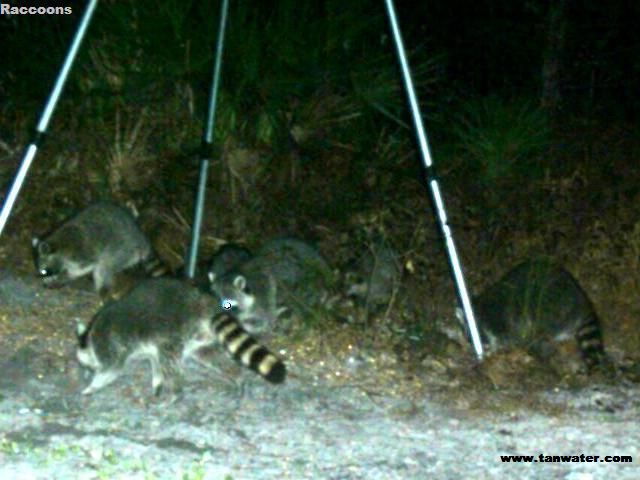 Coons gather at the deer feeder