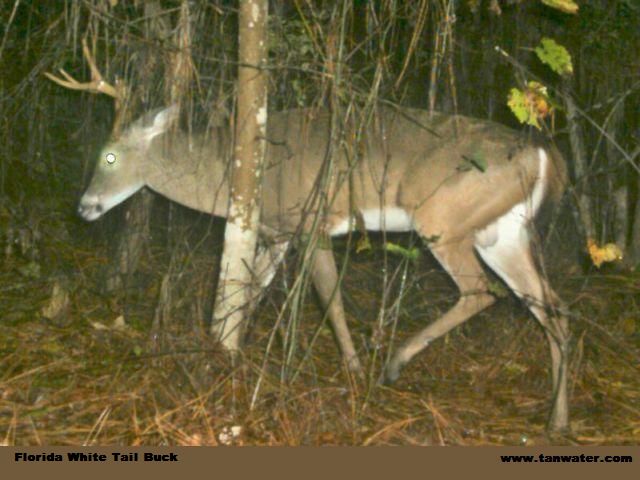 Florida white tail deer buck