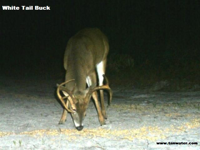 White tail buck deer with a big rack