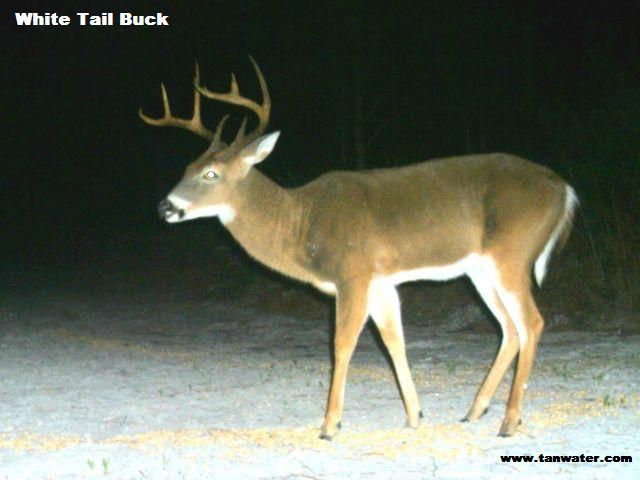 Big 8 point buck deer