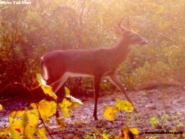Nice buck at sunrise