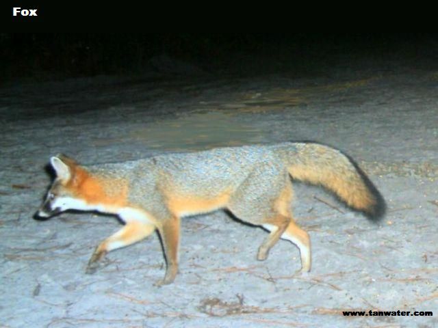 Red fox in the deer woods