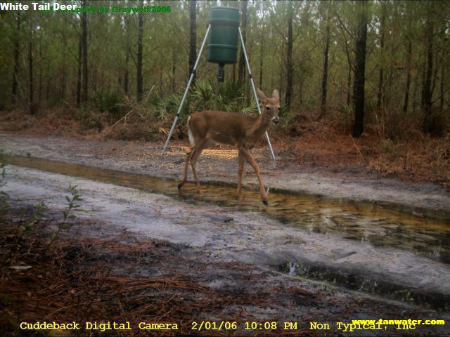 Doe after the rain storm