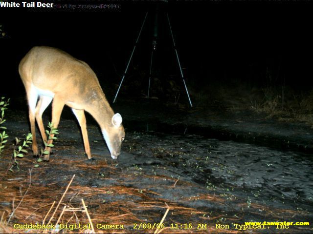 Florida white tail deer