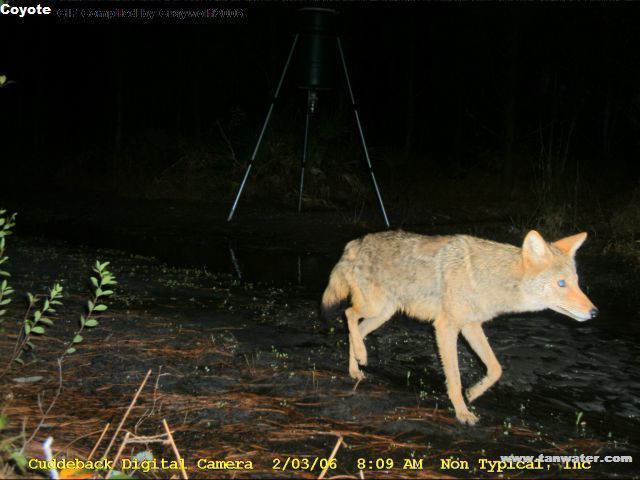 Coyote on the prowl for easy prey