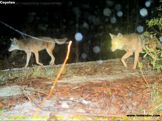 Pair of coyotes prowl the Florida woods