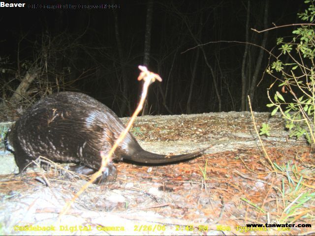 Beaver by the stream