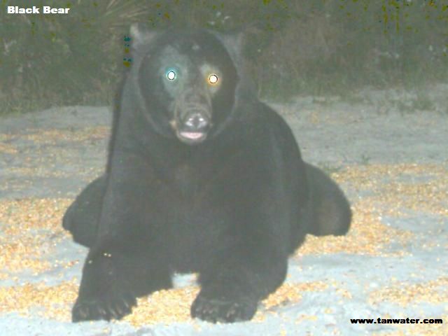 The lazy bear that posed for a picture