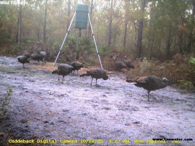 Feeding flock of wild turkeys