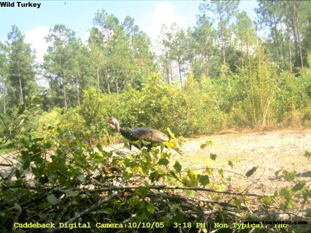 Lone wild turkey