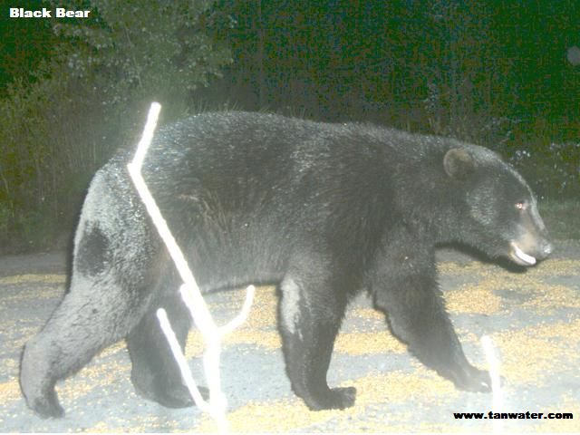 Florida black bear at a deer feeder