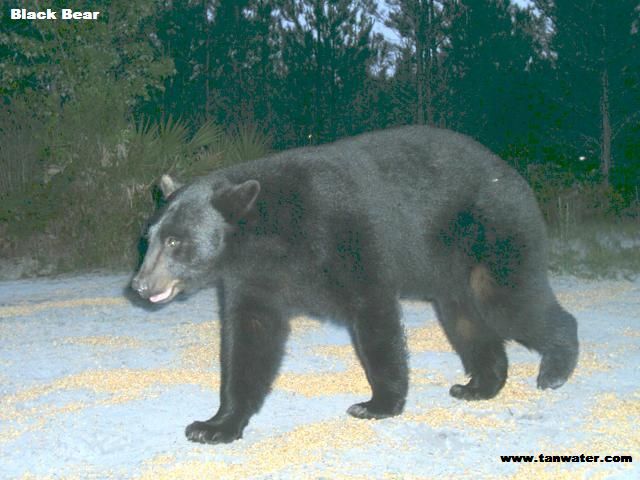 Florida black bear in the wild photo