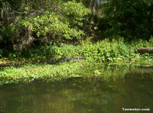 alligator on the hillsborough river