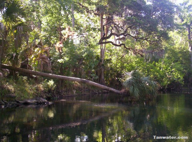 photo of palm hanging over calm water of Hillsborough River / Tanwater.com