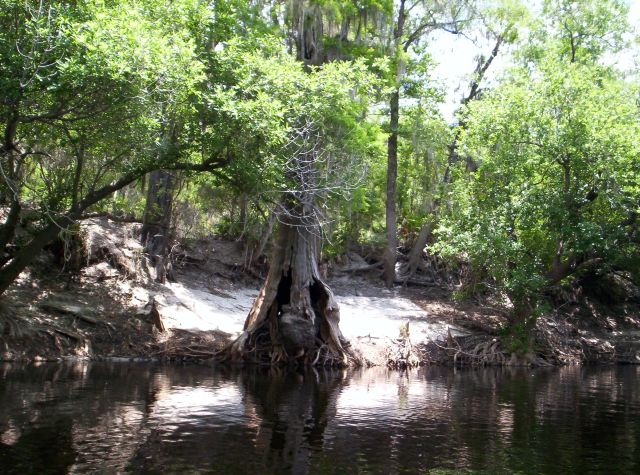 Scenic photo of a hollow cypress tree eroded by the river current - thumbnail