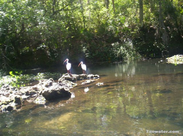 photo of ibis feeding on the Hillsborough River / Tanwater.com