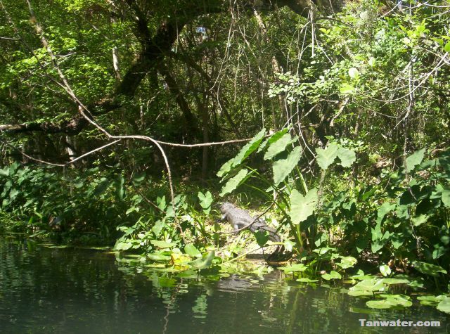 alligator sunning on the river bank