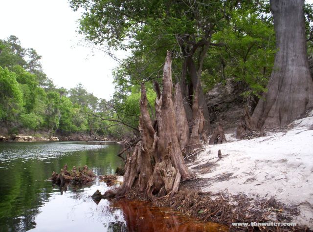 Photo of cypress knees growing in the Suwannee River between Roline Landing and Turner Bridge Boat Ramp.