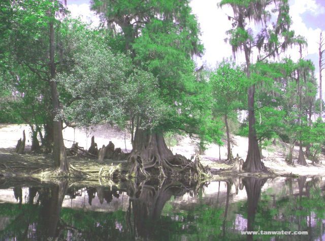 Scenic photo of cypress trees on the Suwannee River