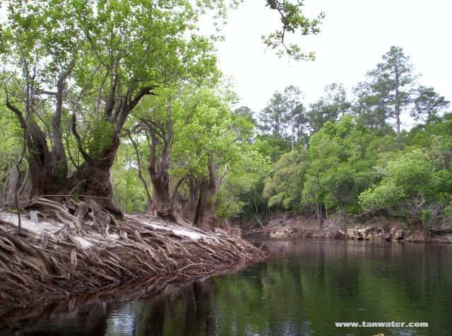 Twisted tupelo trees on the river bank