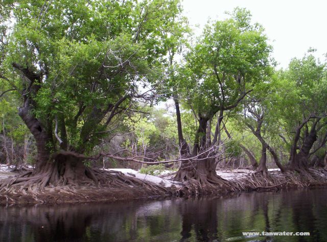 Scenic photo of twisted tupelo trees on Suwannee River sandbar- thumbnail