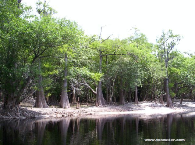 Cypress and tupelo trees on a Suwannee River sandbar