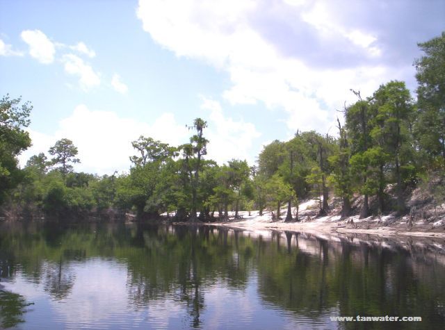 Cypress trees on a Suwannee River sandbar