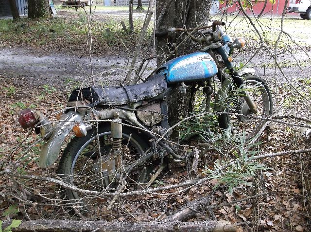 350honda-tree%20(2).jpg