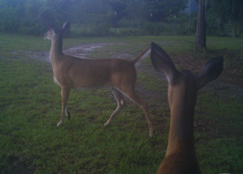 deer%20-005.JPG
