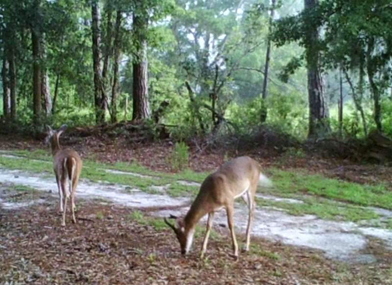 deer-turkey-yard-04.JPG