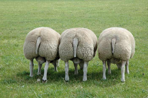 sheeprear.jpg