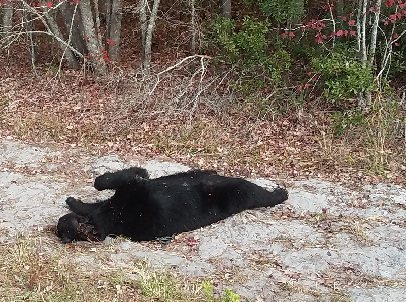 spyder2-homerville-03.jpg