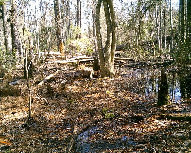 swamp%20022.jpg
