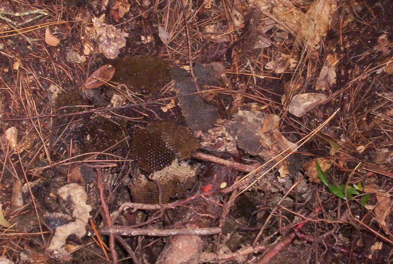 yellow%20jacket%20%20nest%20007.jpg