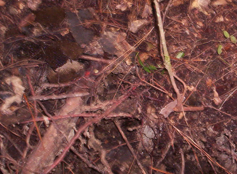 yellow%20jacket%20nest%20004.jpg