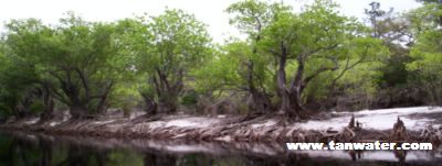 Tupelo trees on a sanbar