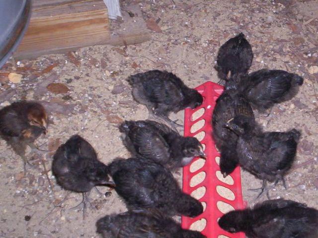 Two week old sex link chicks