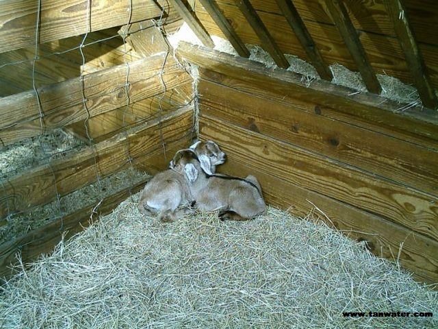 Twin newborn goats