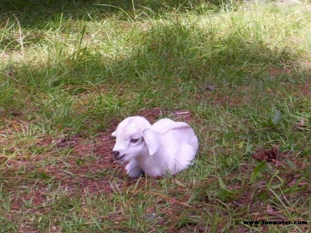 Snow white kid taking a rest