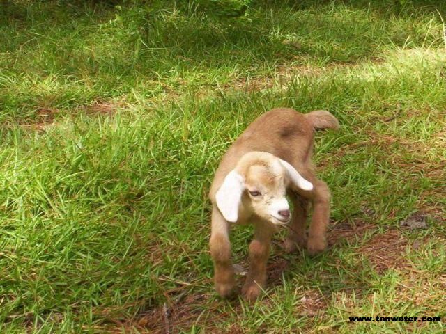 Tan color baby goat about 2 days old